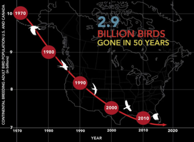What can we do to help counter bird declines?